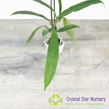 Hoya griffithii