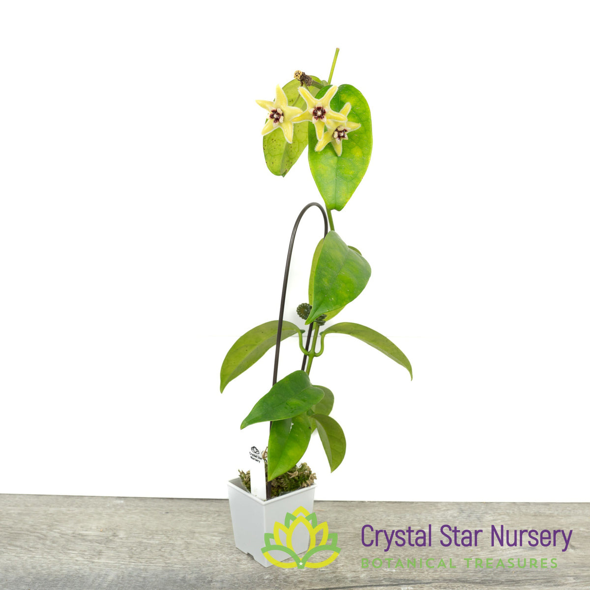 Hoya halconensis