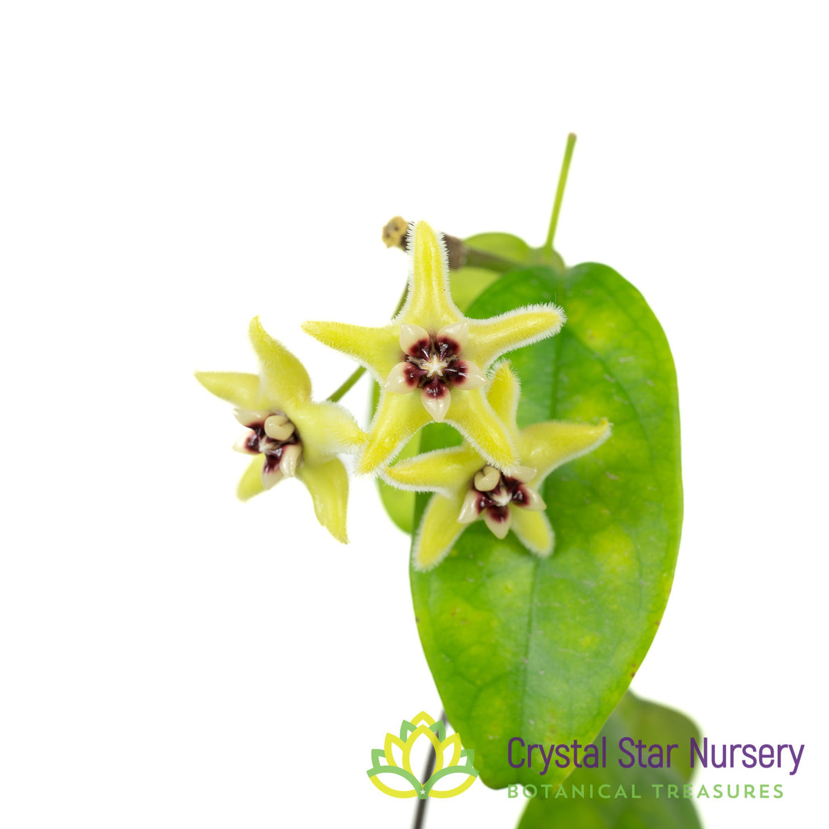 Hoya halconensis