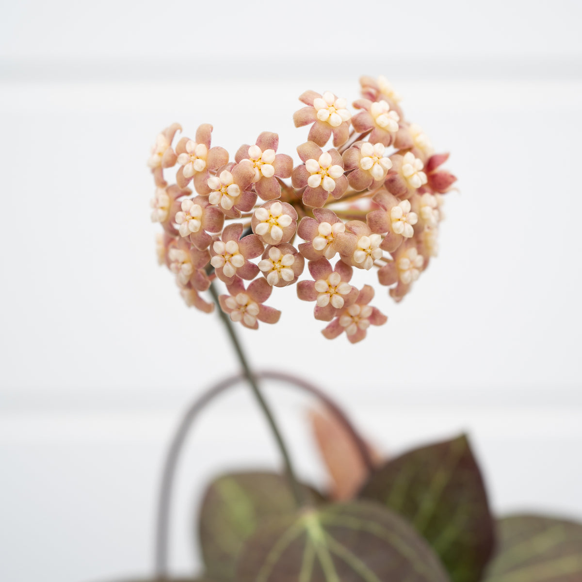 Hoya hellwigiana