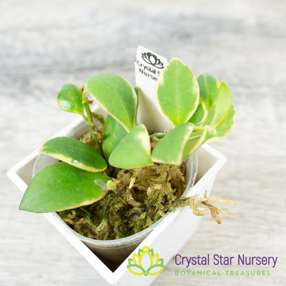 Hoya heuschkeliana (outer variegation)