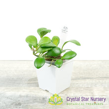 Hoya heuschkeliana (yellow)