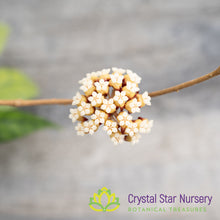Hoya sp. Kalimantan