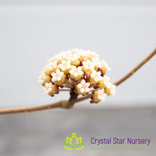 Hoya sp. Kalimantan