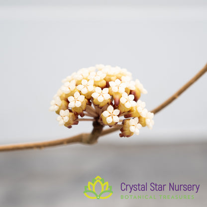 Hoya sp. Kalimantan