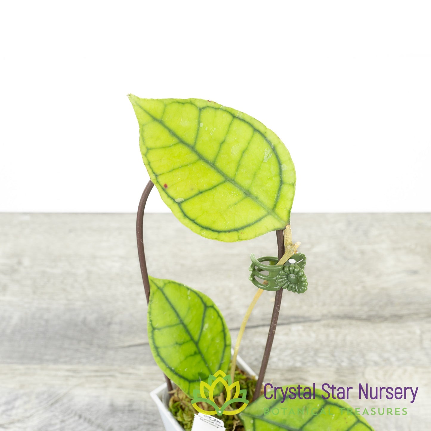 Hoya sp. Kalimantan