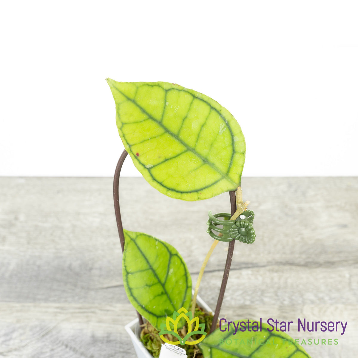 Hoya kalimantan