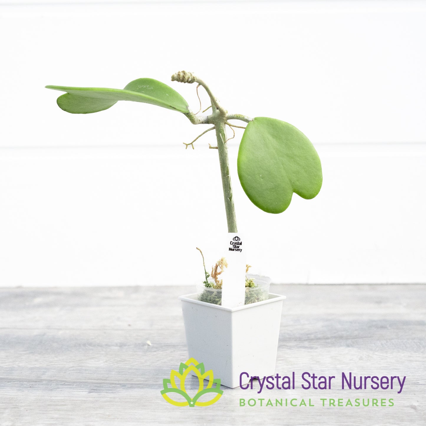 Hoya kerrii (green big leaf)