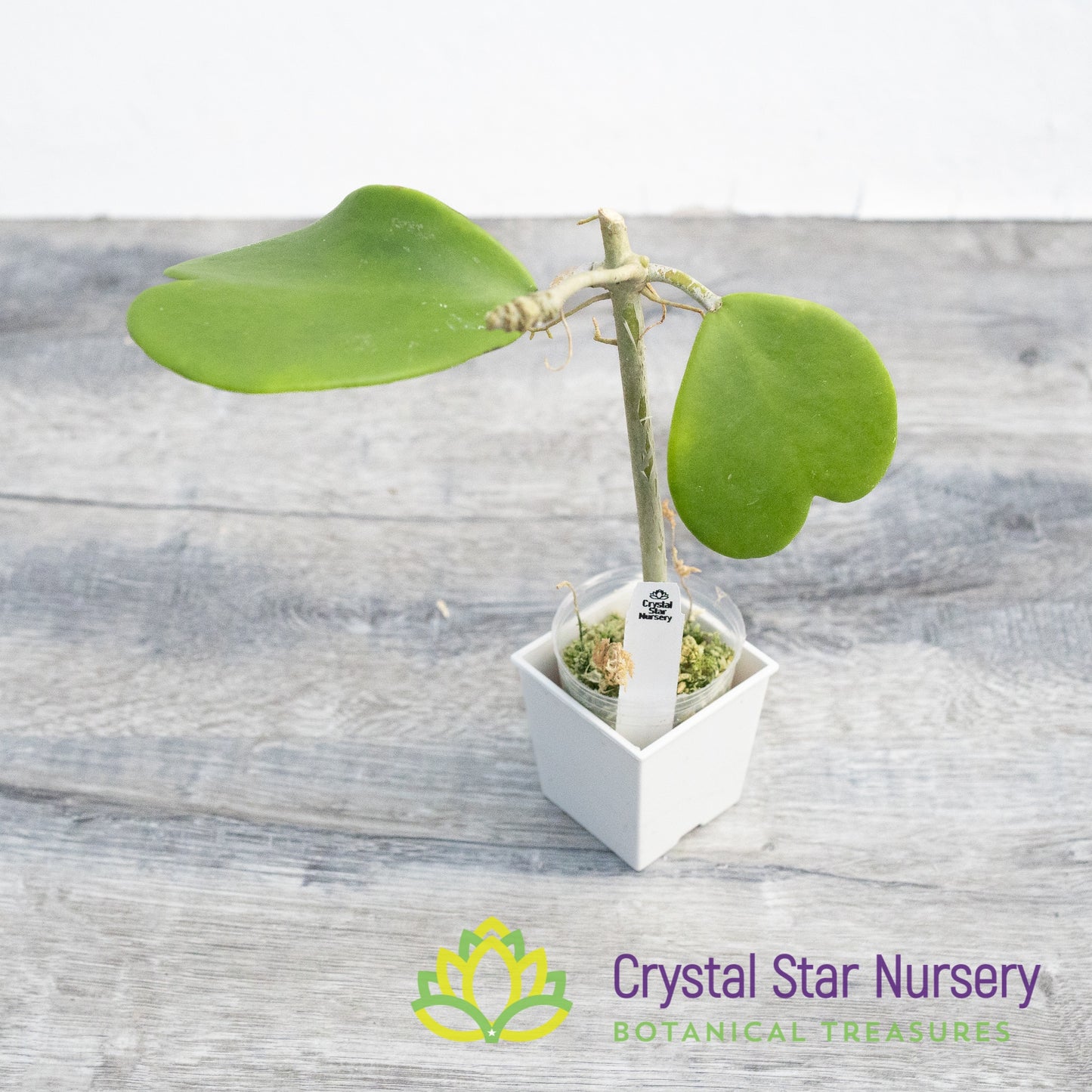 Hoya kerrii (green big leaf)