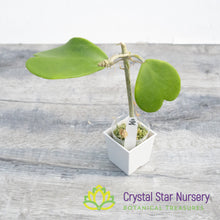 Hoya kerrii (green big leaf)