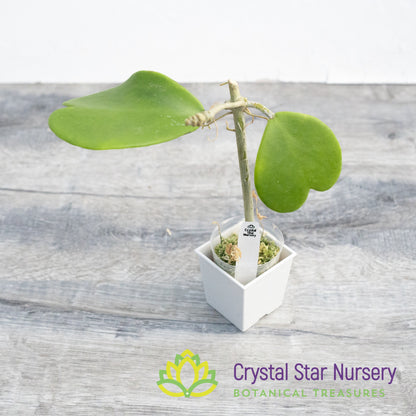 Hoya kerrii (green big leaf)
