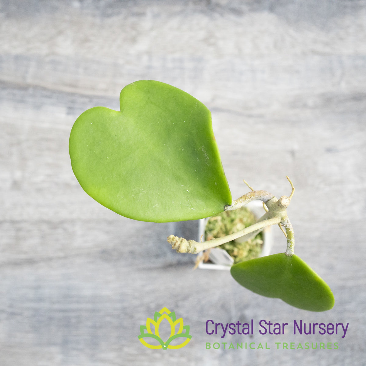 Hoya kerrii (green big leaf)