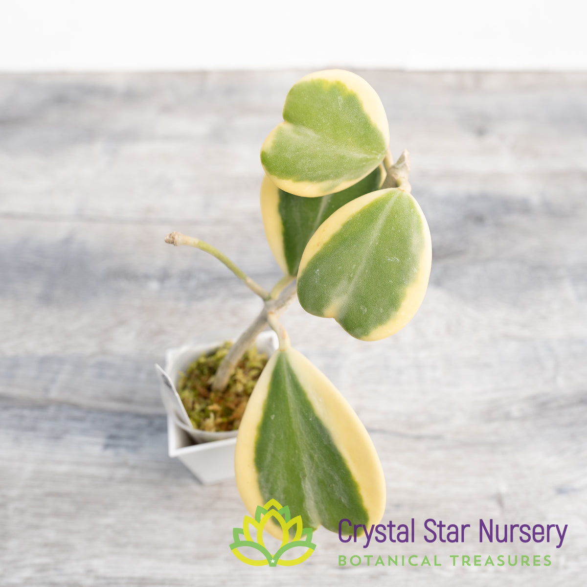Hoya kerrii (outer variegation)