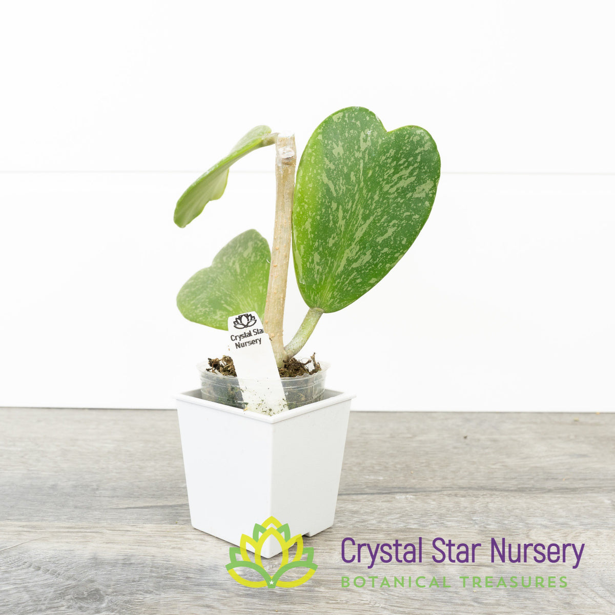 Hoya kerrii (splash)