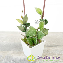 Hoya lacunosa (splash)