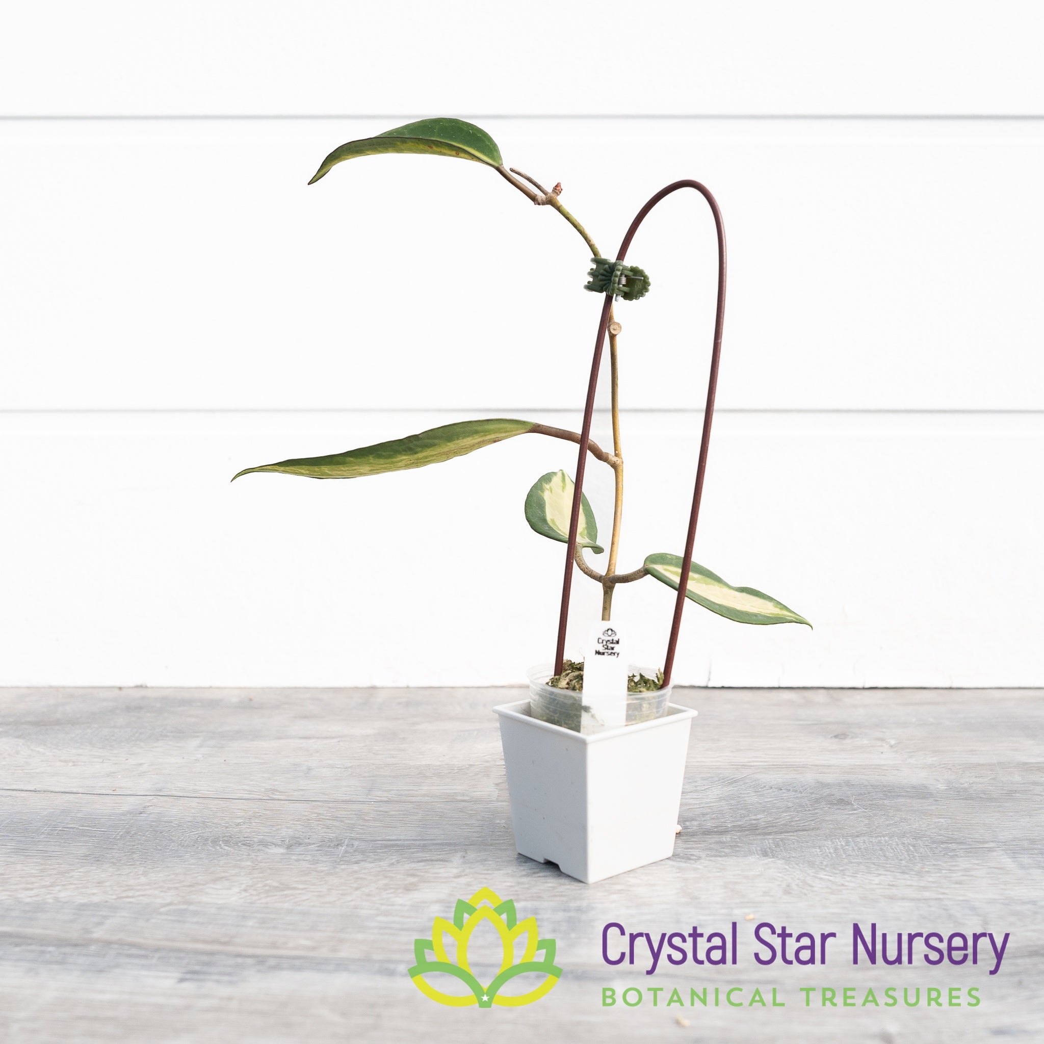 Hoya latifolia 'Pot of Gold' – Crystal Star Nursery