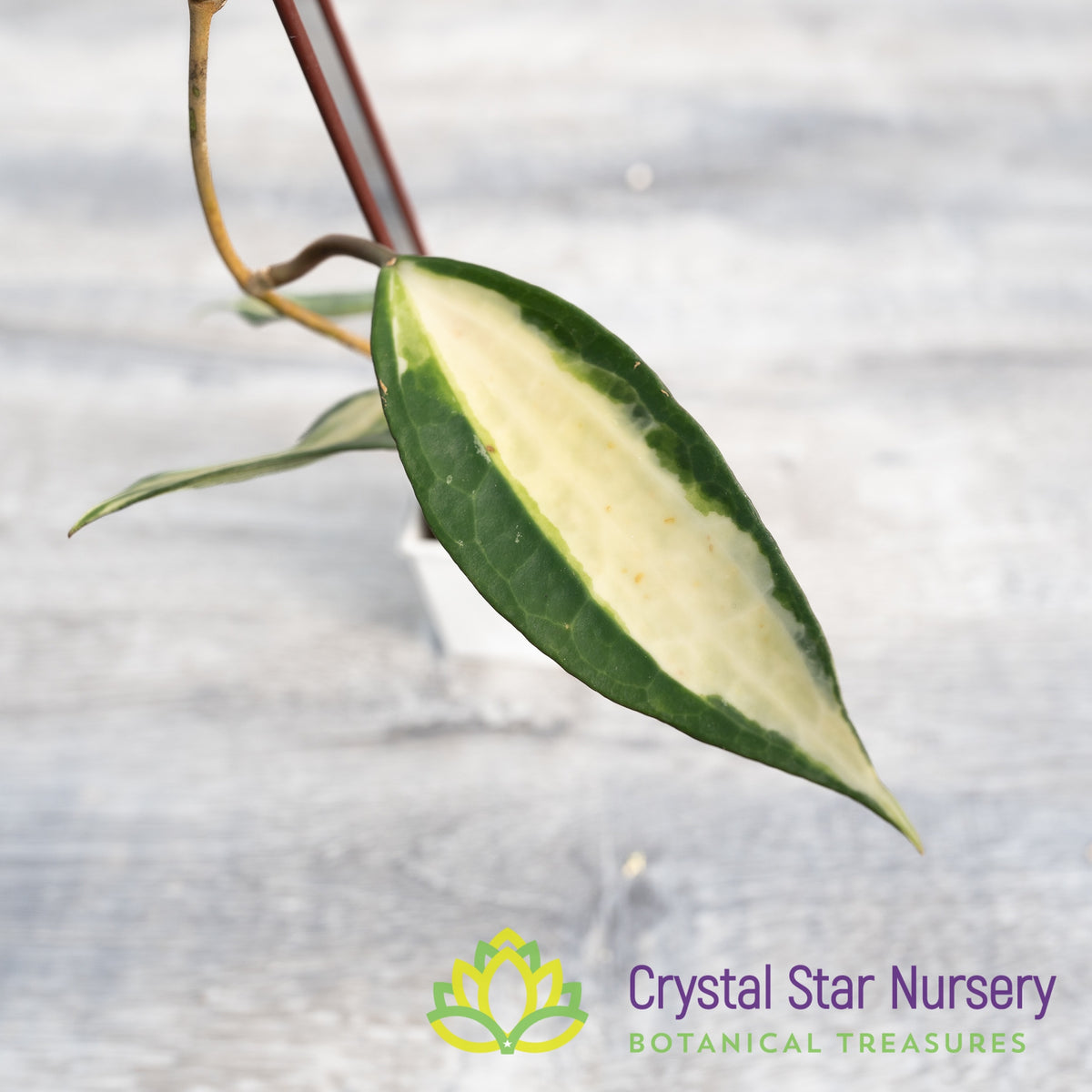 Hoya latifolia ‘Pot of Gold’