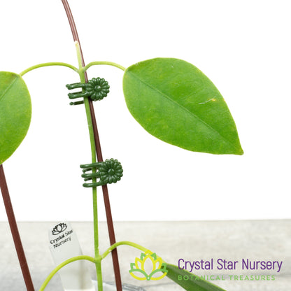 Hoya lauterbachii