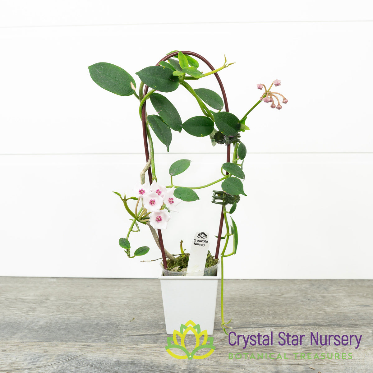 Hoya lithophytica