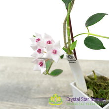 Hoya lithophytica