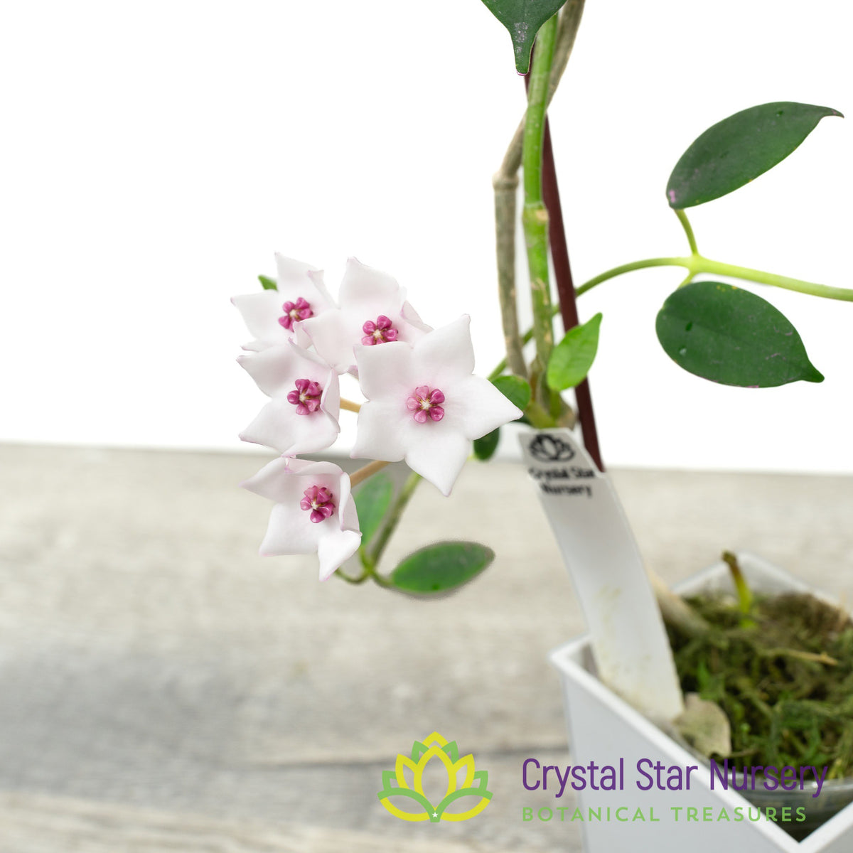 Hoya lithophytica