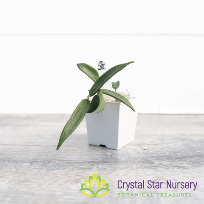 Hoya lyi (small leaf)