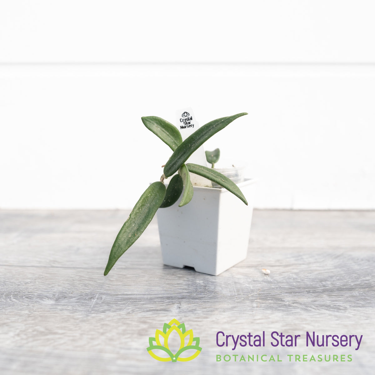 Hoya lyi (small leaf) - Crystal Star Nursery