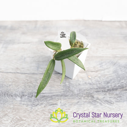 Hoya lyi (small leaf)