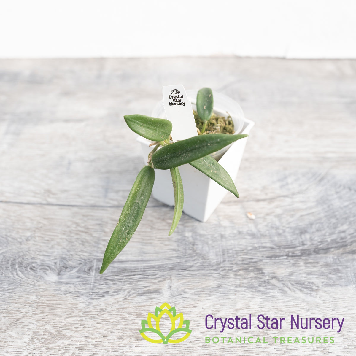 Hoya lyi (small leaf) - Crystal Star Nursery