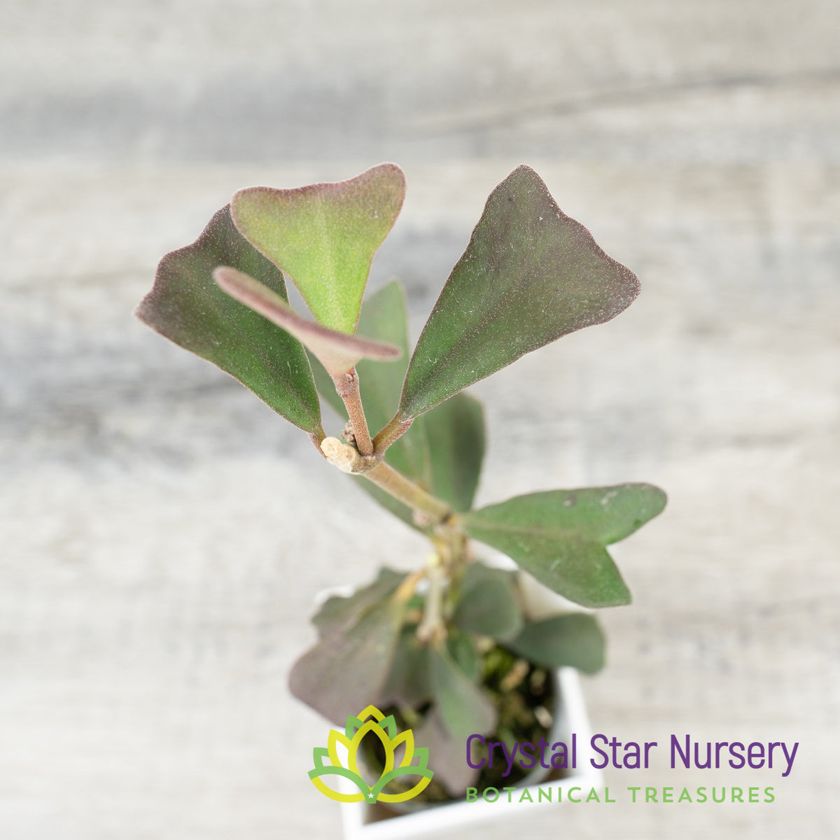 Hoya manipurensis