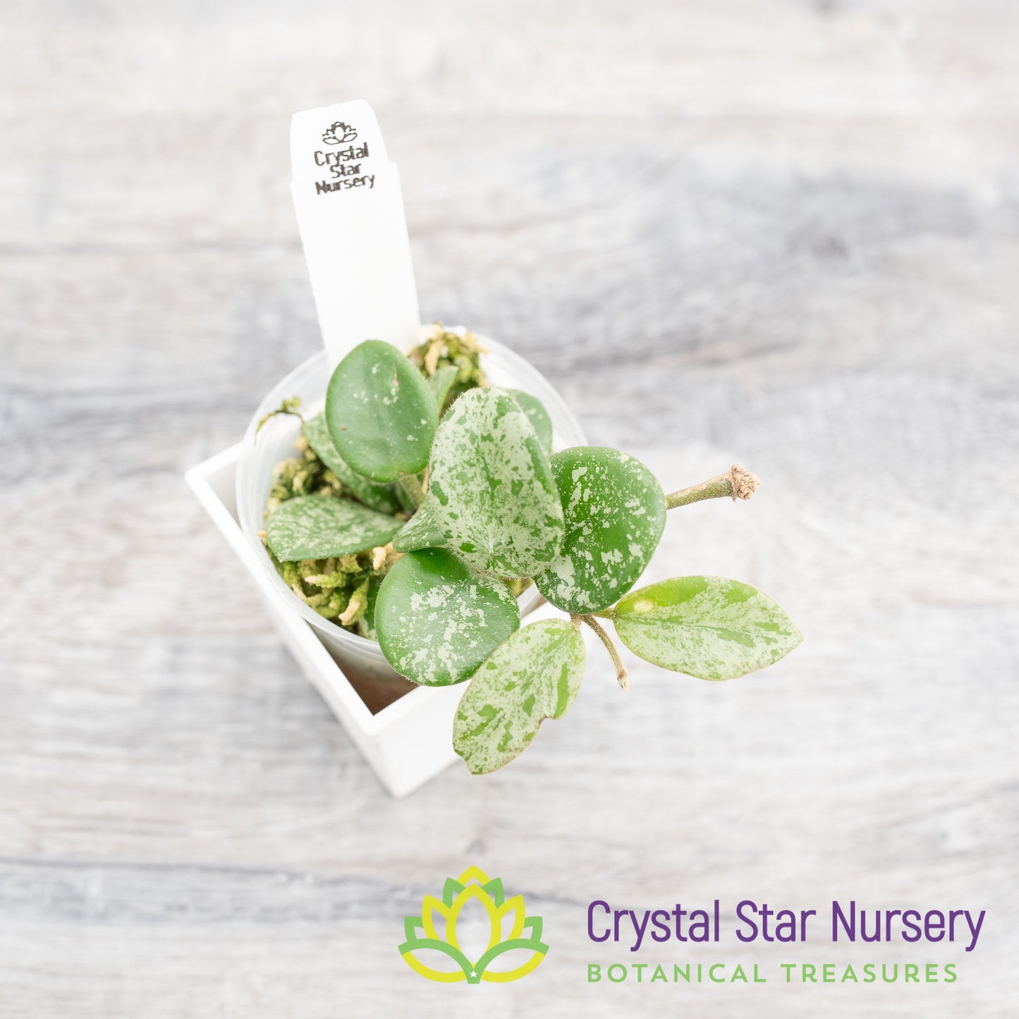 Hoya mathilde (SELECT Splash)