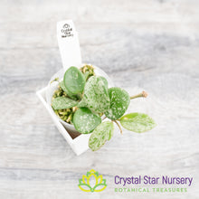 Hoya mathilde (SELECT Splash)