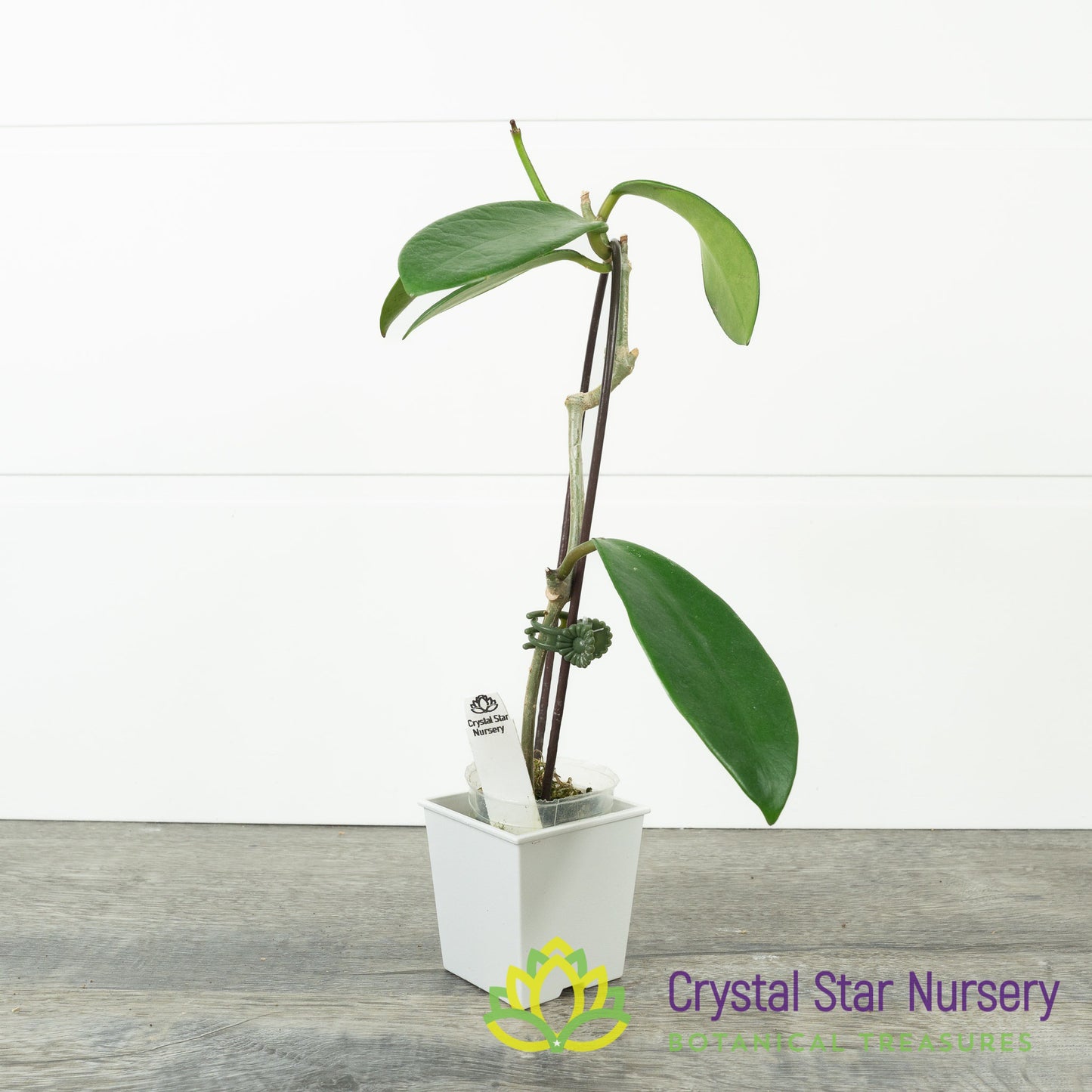Hoya meliflua