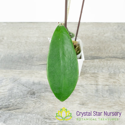 Hoya meliflua