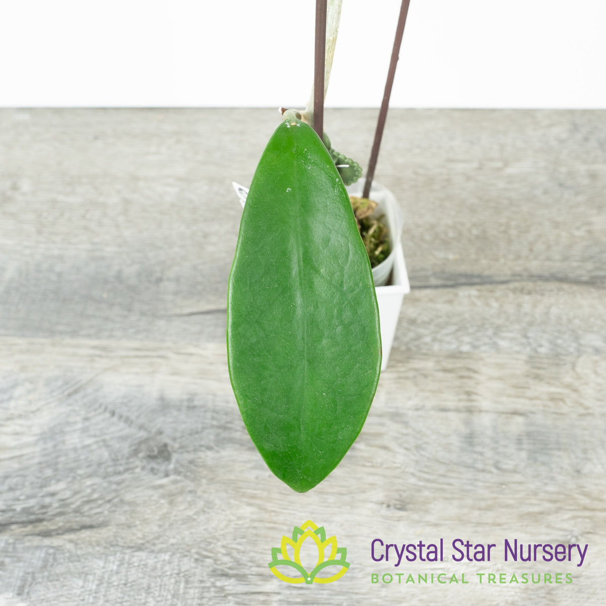 Hoya meliflua