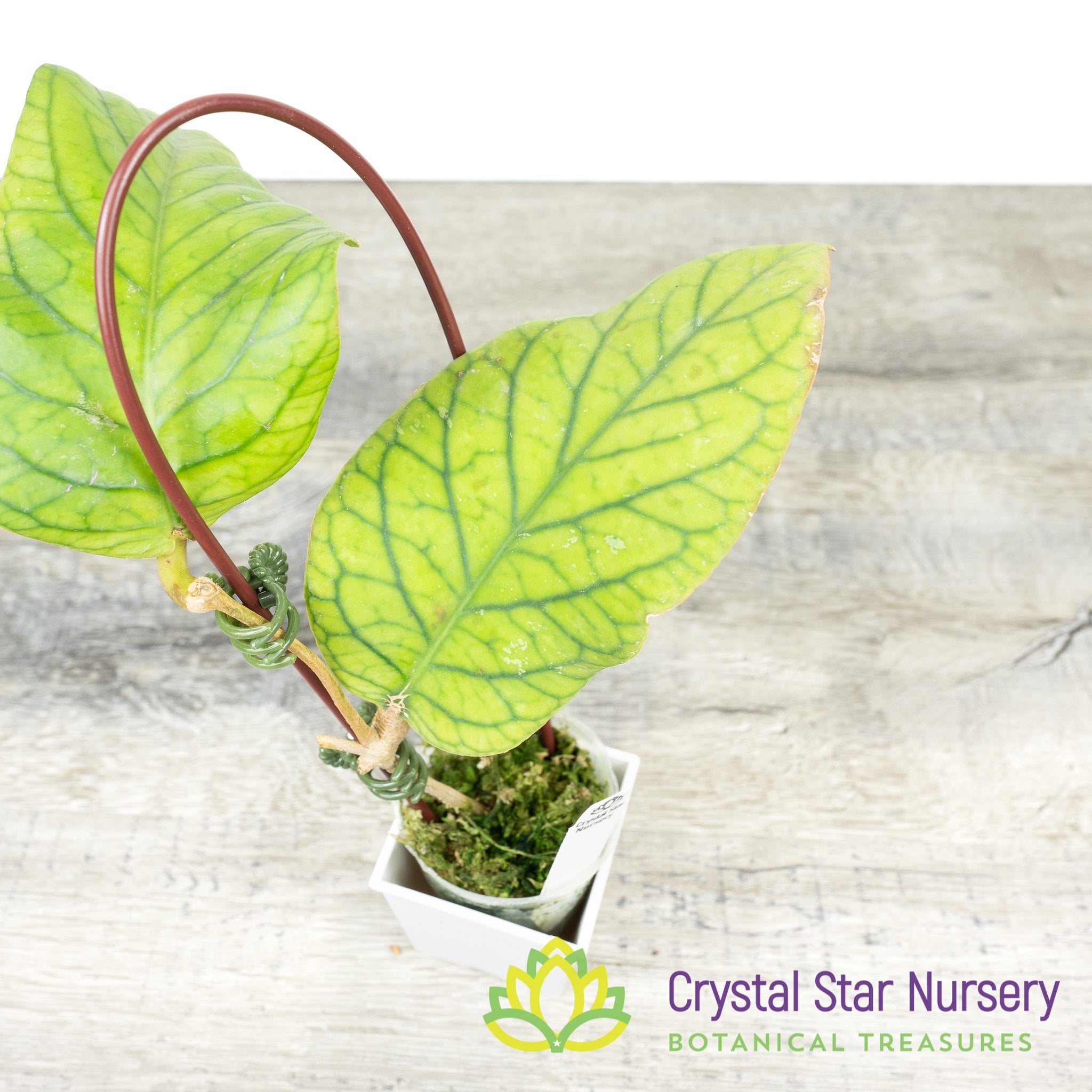 Hoya meredithii - Crystal Star Nursery