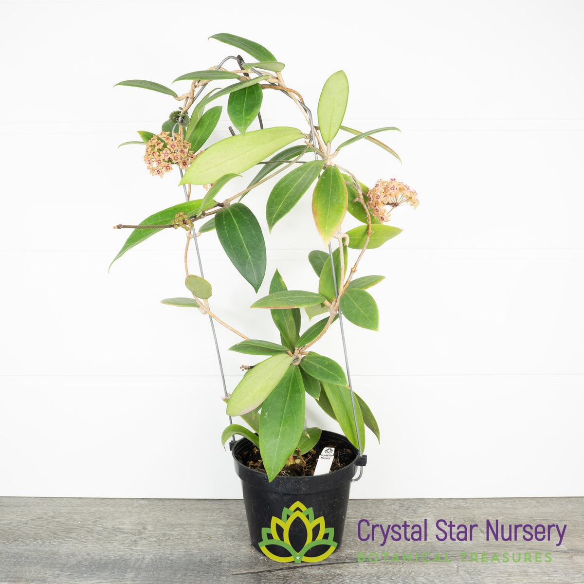 Hoya miari jaya hybrid