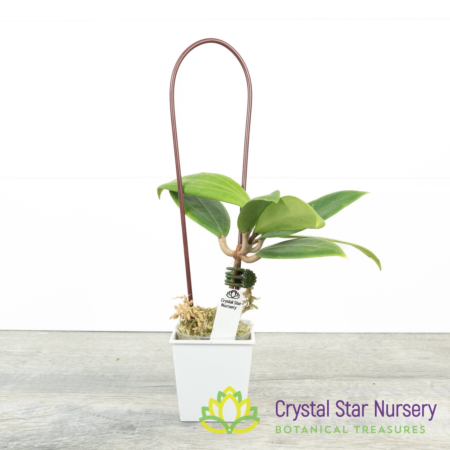 Hoya miari jaya hybrid
