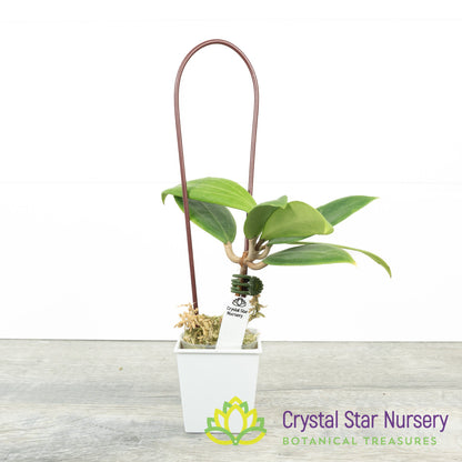 Hoya miari jaya hybrid