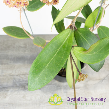 Hoya miari jaya hybrid