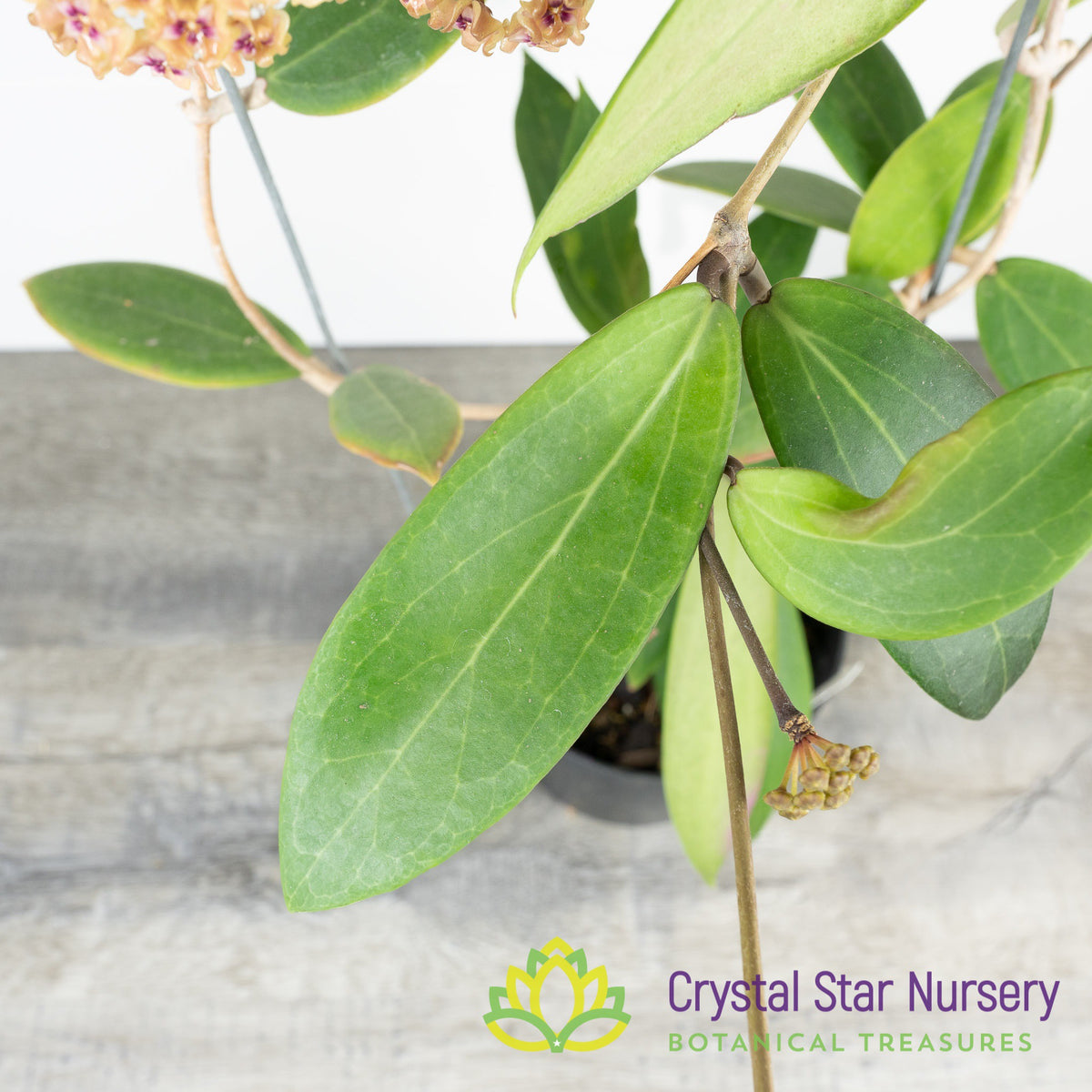 Hoya miari jaya hybrid