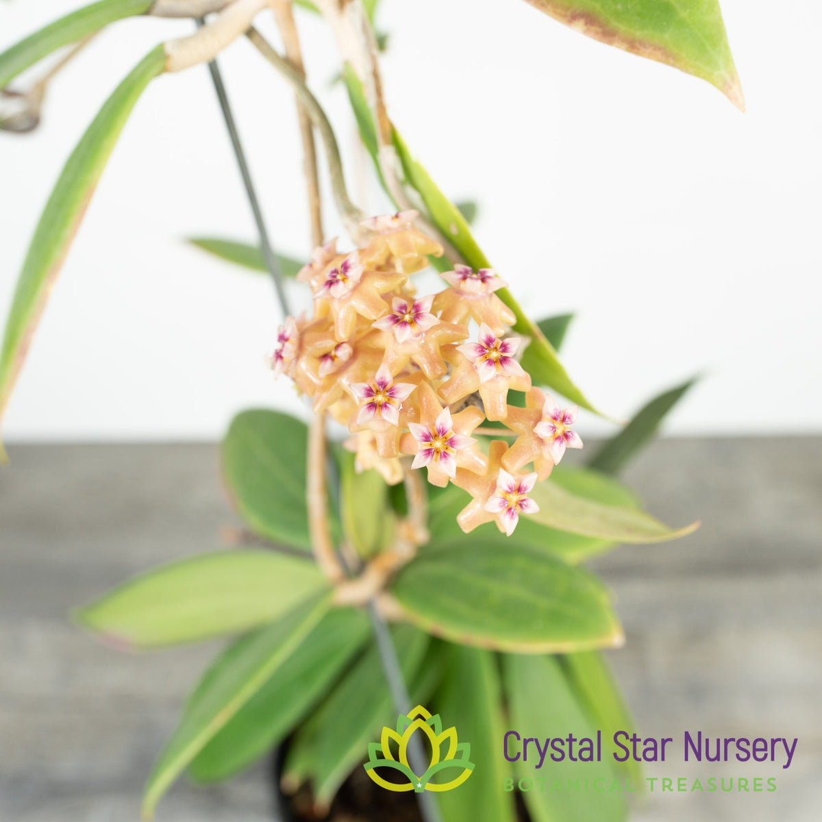 Hoya miari jaya hybrid