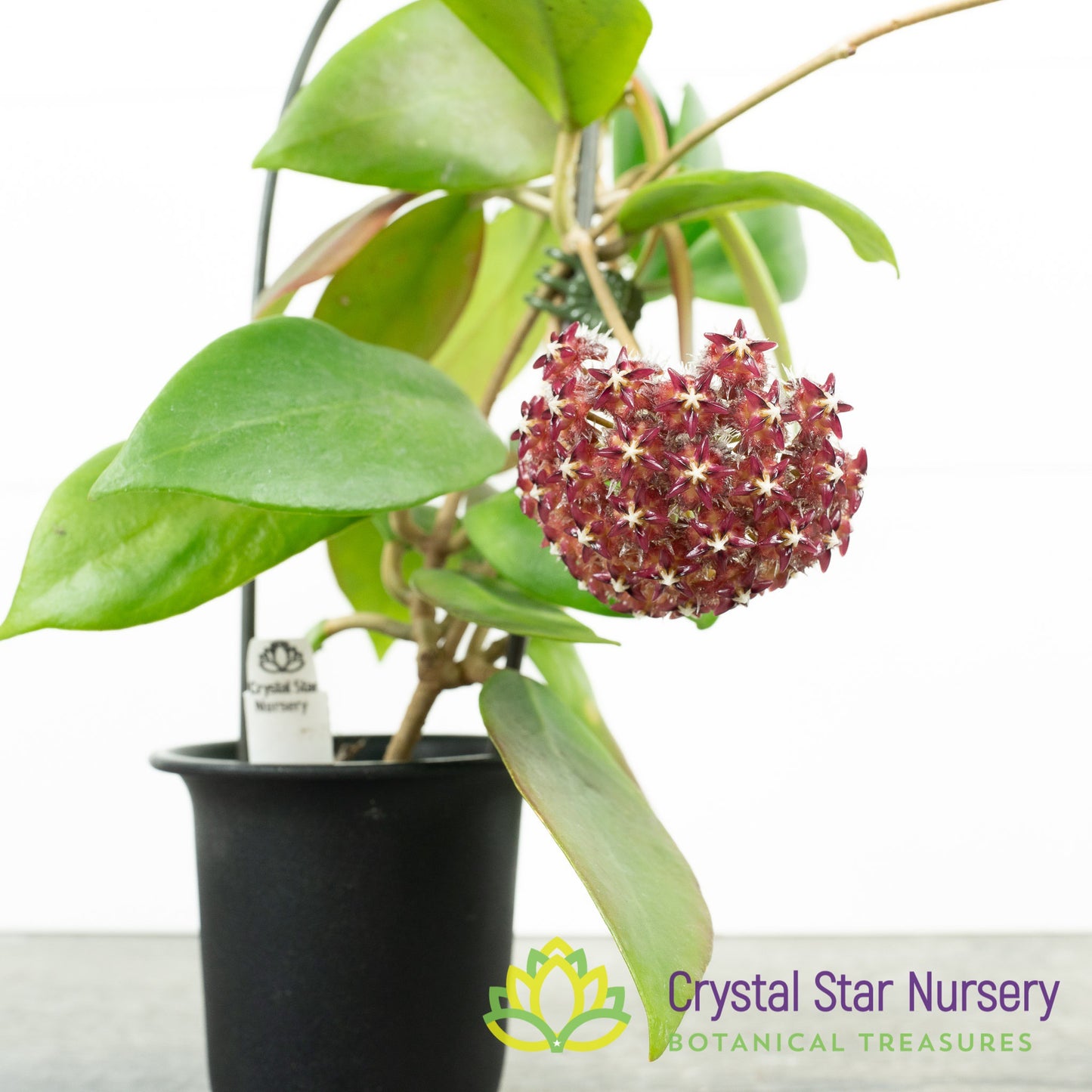Hoya mindorensis (Red)