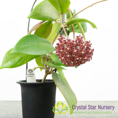 Hoya mindorensis (Red)