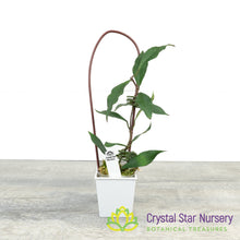 Hoya mirabilis (clone A)