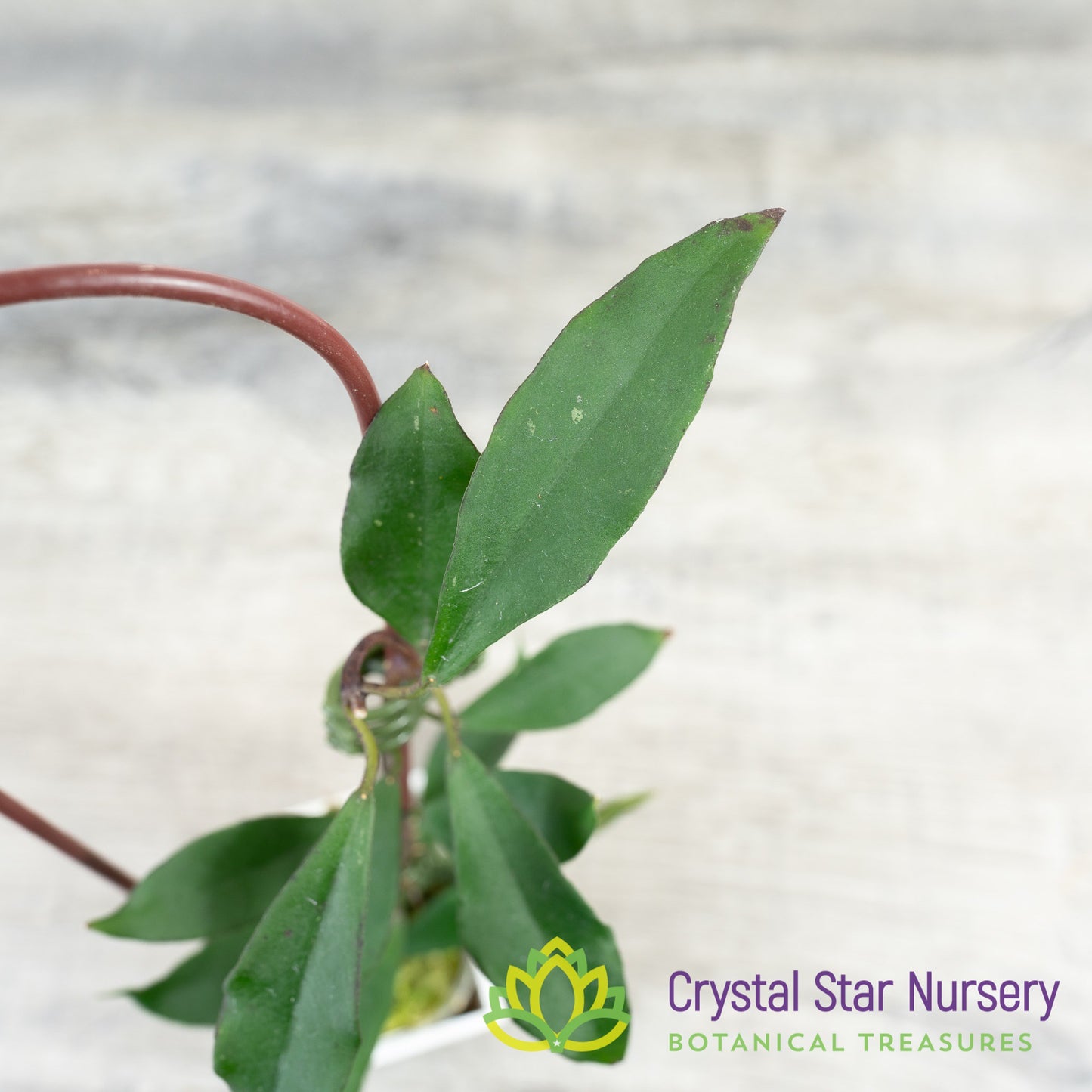 Hoya mirabilis (clone A)