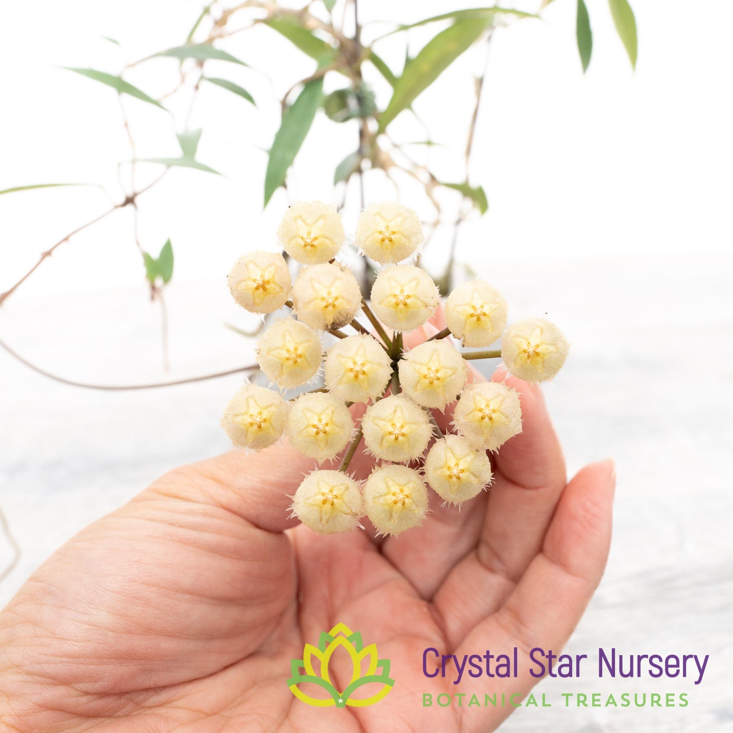 Hoya mirabilis (clone A)