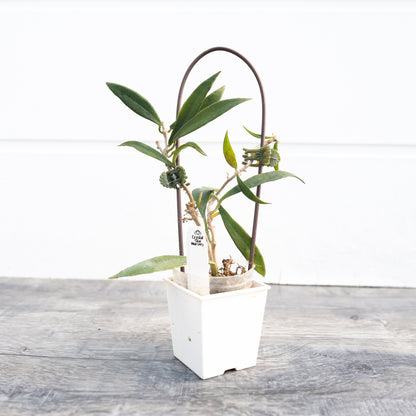 Hoya mirabilis (clone B)
