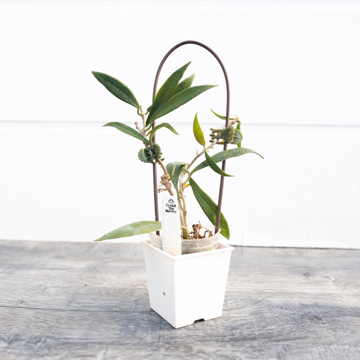 Hoya mirabilis (clone B)