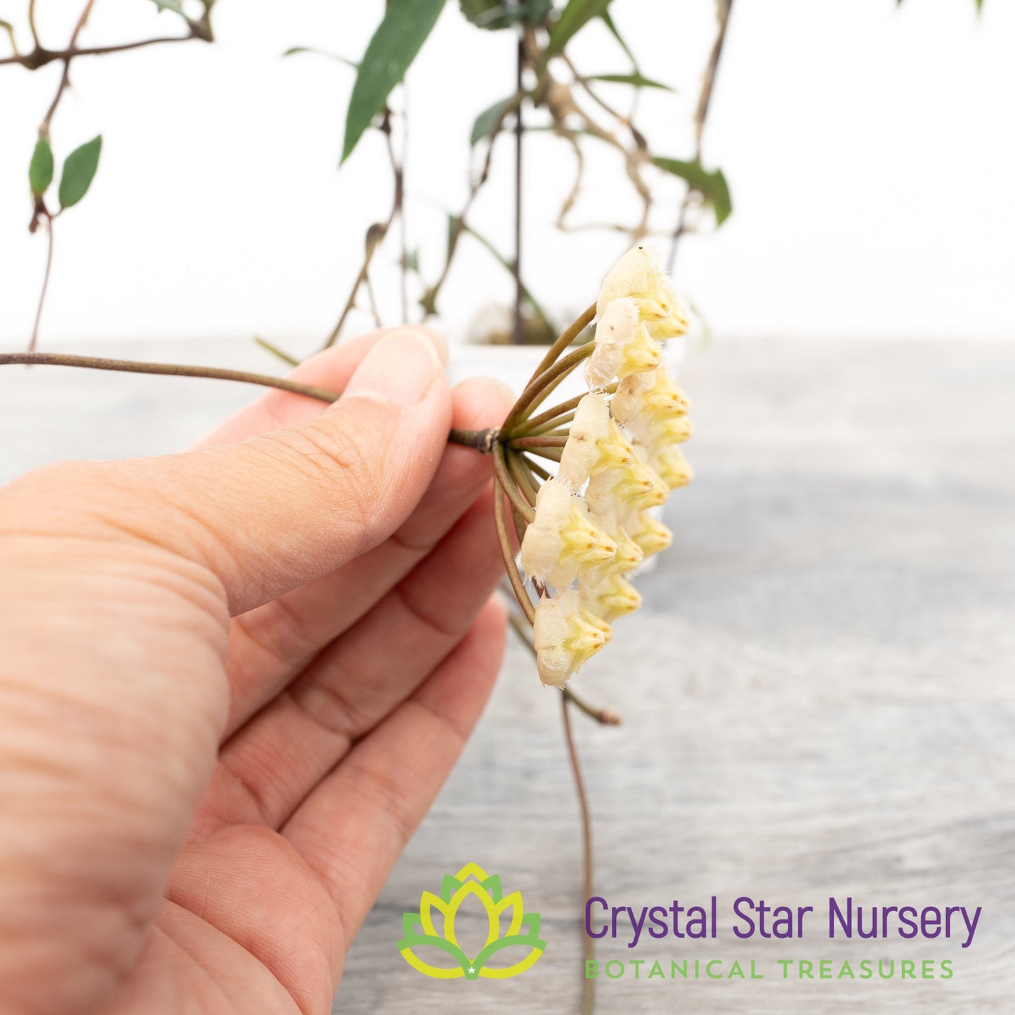 Hoya mirabilis (clone A)